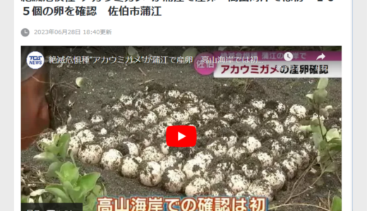 絶滅危惧種“アカウミガメ”が蒲江で産卵　高山海岸では初　１０５個の卵を確認　佐伯市蒲江